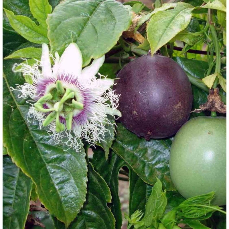 Passiflora edulis (Fruit de la passion (Grenadille))