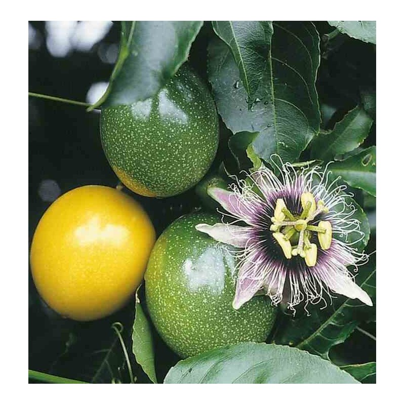 Passiflora edulis (Fruit de la passion (Grenadille))