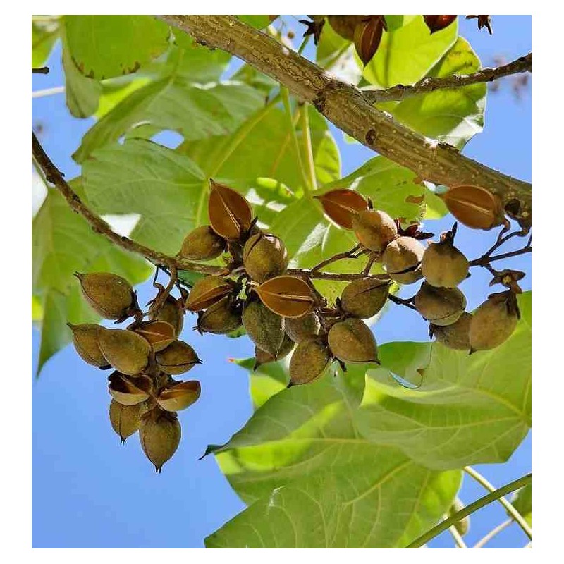Paulownia tomenteuse