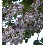 Paulownia tomenteuse