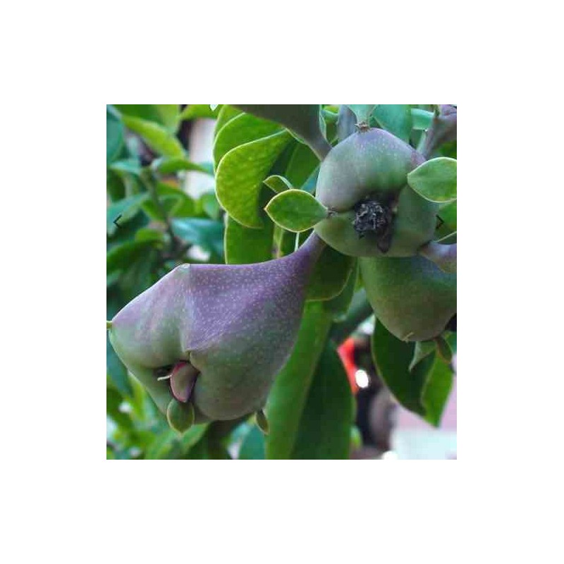 Pereskia grandifolia (Cactus an arbre)