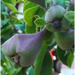 Pereskia grandifolia (Cactus an arbre)