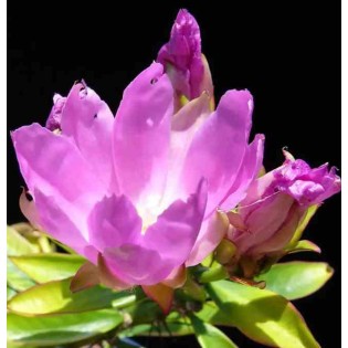 Pereskia grandifolia (Cactus an arbre)