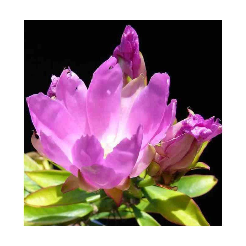 Pereskia grandifolia (Cactus an arbre)