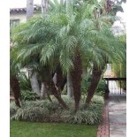 Phénix roebelenii (Dattier du Laos)
