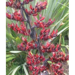 Phormium tenax (lin de nouvelle-zélande)