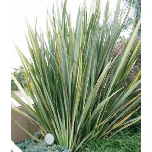 Phormium tenax (lin de nouvelle-zélande)