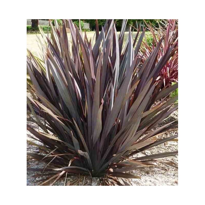 Phormium tenax var. Purpurea (lin de nouvelle-zélande)