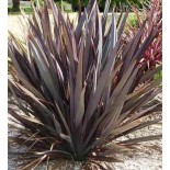 Phormium tenax var. Purpurea (lin de nouvelle-zélande)