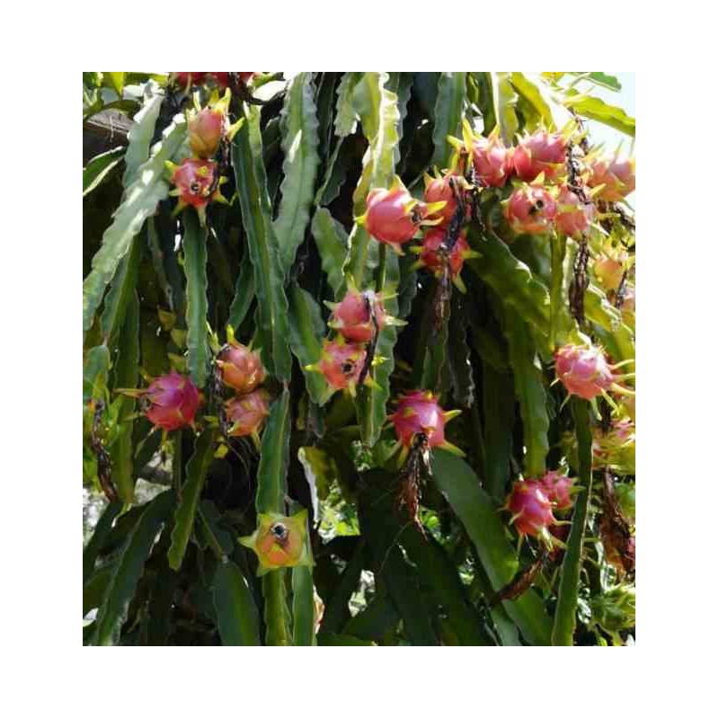 Pitaya : Hylocereus costa rica(Pitaya ou fruit du dragon)