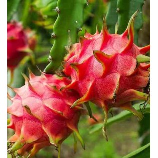 Pitaya : Hylocereus H. American Beauty(Pitaya ou fruit du dragon)