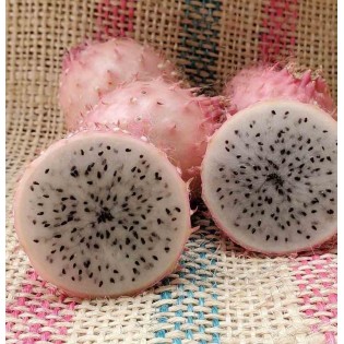 Pitaya : Hylocereus H. hondurensis(Pitaya ou fruit du dragon)