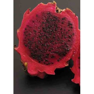Pitaya : Hylocereus H. purpusii(Pitaya ou fruit du dragon)