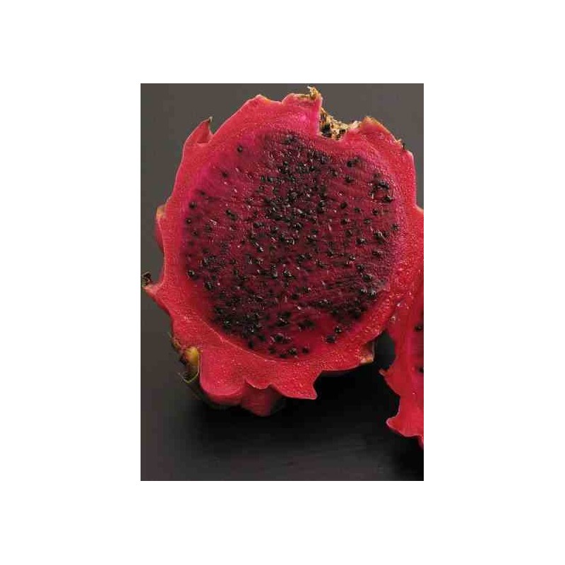 Pitaya : Hylocereus H. purpusii(Pitaya ou fruit du dragon)