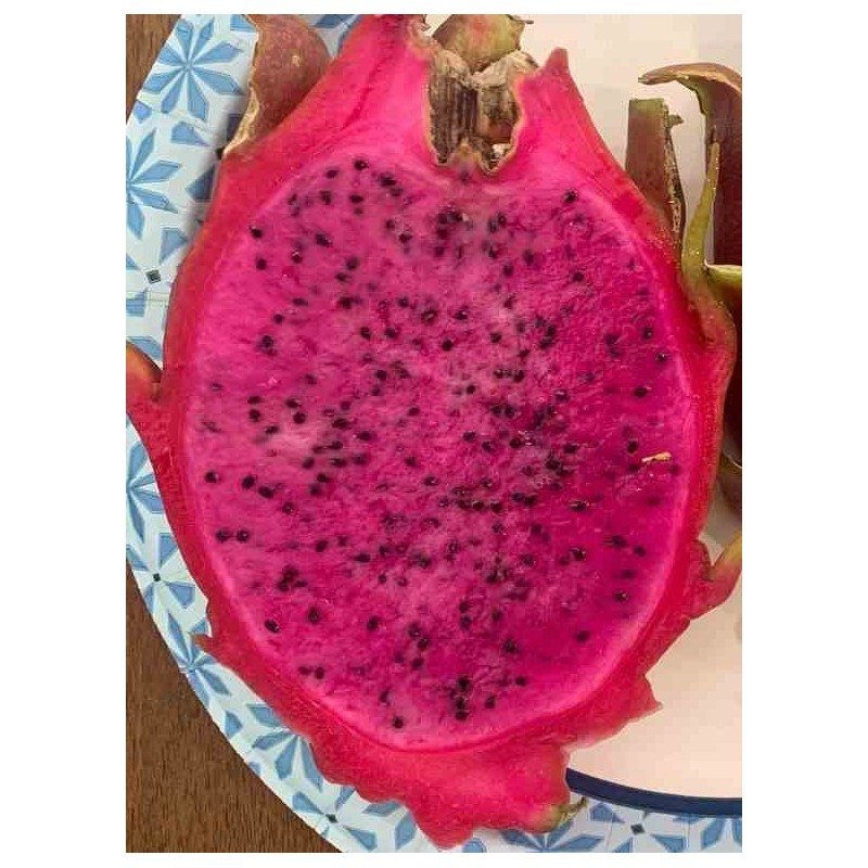 Pitaya : Hylocereus Halley Comet(Pitaya ou fruit du dragon)