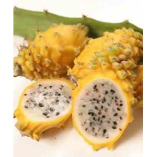 Pitaya : Hylocereus H.megalanthus jaune(Pitaya ou fruit du dragon)