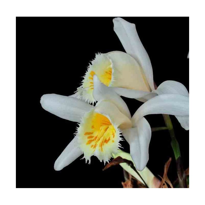 Pléione grandiflora