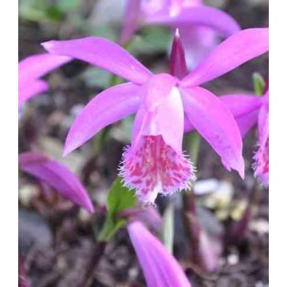 Pléione "tongariro"