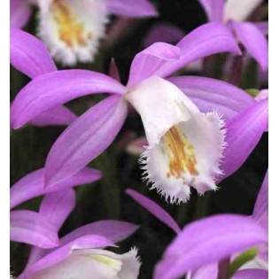 Pleione formosana