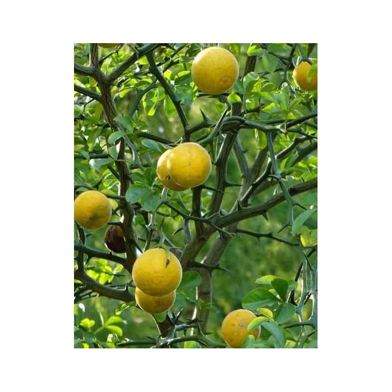 Poncirus trifoliata (citron du nord)