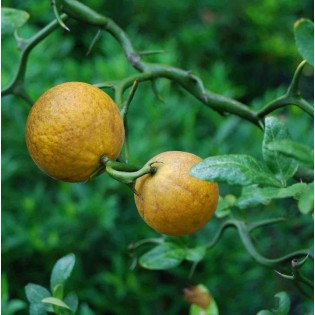 Poncirus trifoliata cv dragon volant (citron du nord)