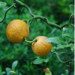 Poncirus trifoliata cv dragon volant (citron du nord)