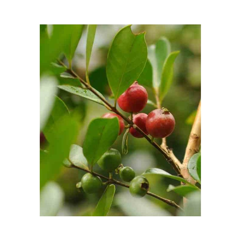 Psidium Cattleianum (Goyavier de Chine et de Montevidéo))