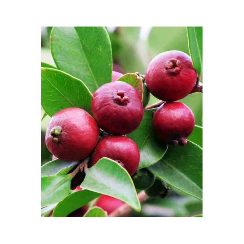 Psidium Cattleianum (Goyavier de Chine et de Montevidéo))