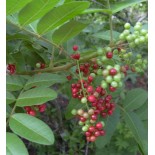 Schinus terebinthifolius