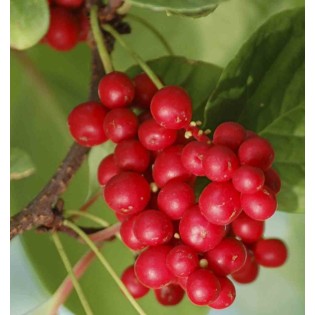 Schisandra grandiflora ( baie aux cing saveurs)