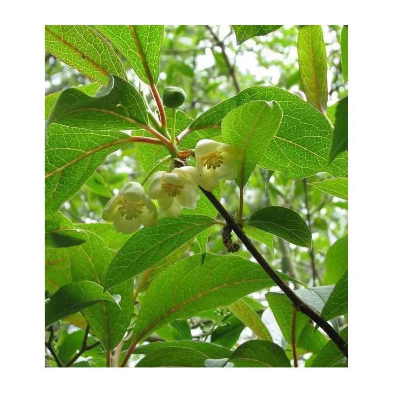 Schisandra grandiflora ( baie aux cing saveurs)