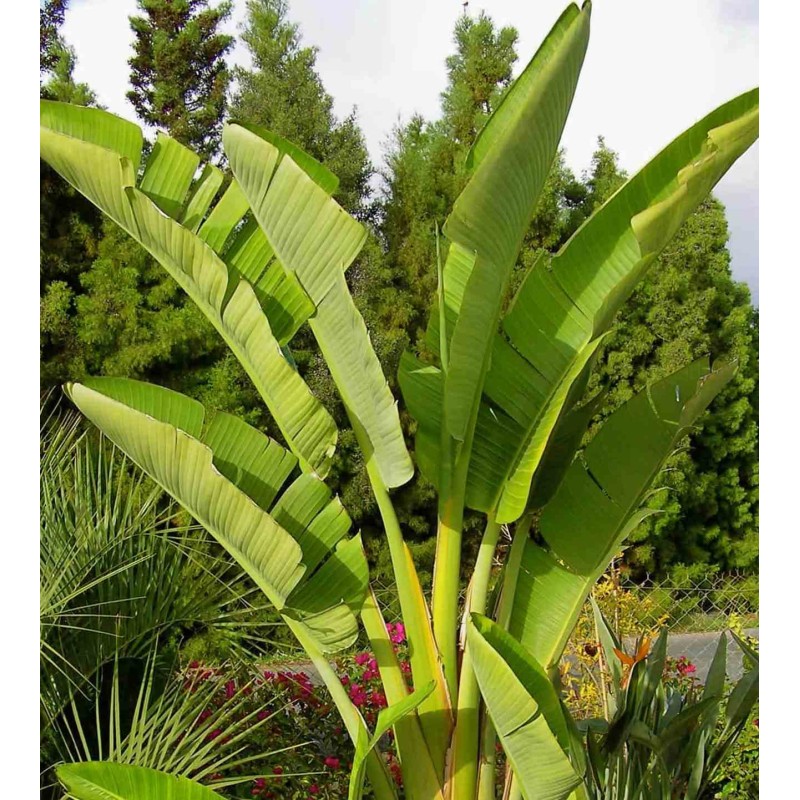 Strelitzia nicolai (Oiseaux du paradis)