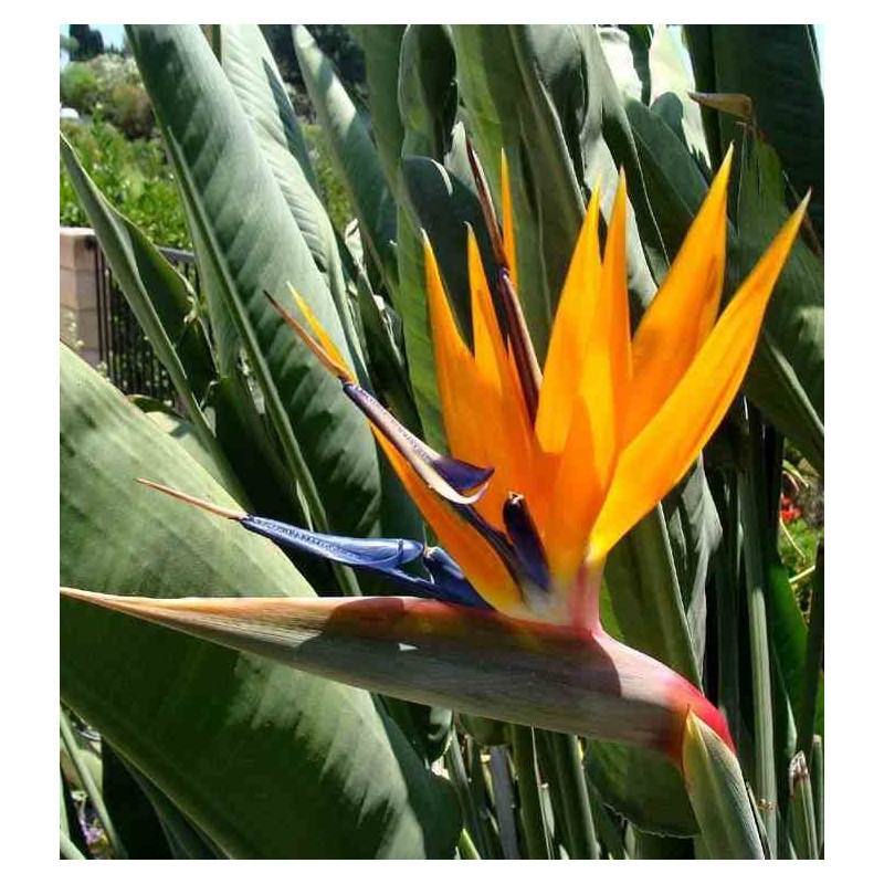Strelitzia reginae (oiseaux du paradis)