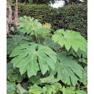 Tetrapanax papyrifer (Arbre à papier de riz)