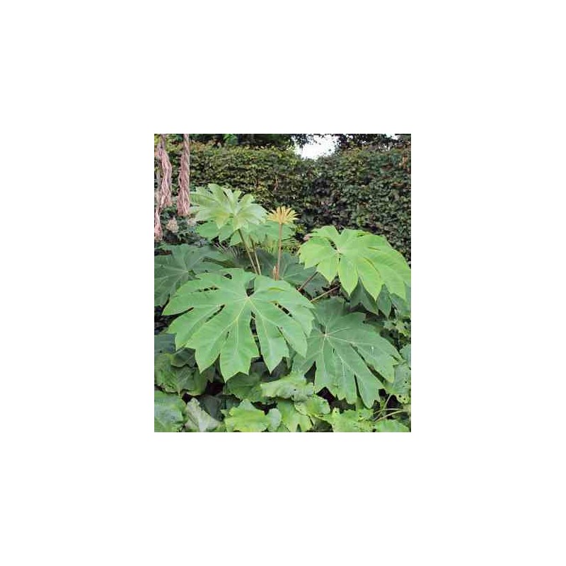 Tetrapanax papyrifer (Arbre à papier de riz)