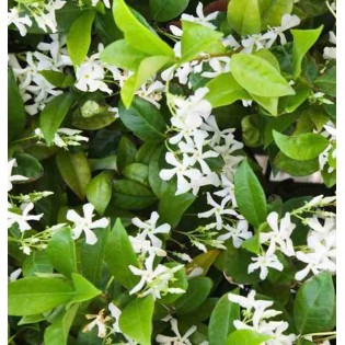 Trachelospermum jasminoïdes