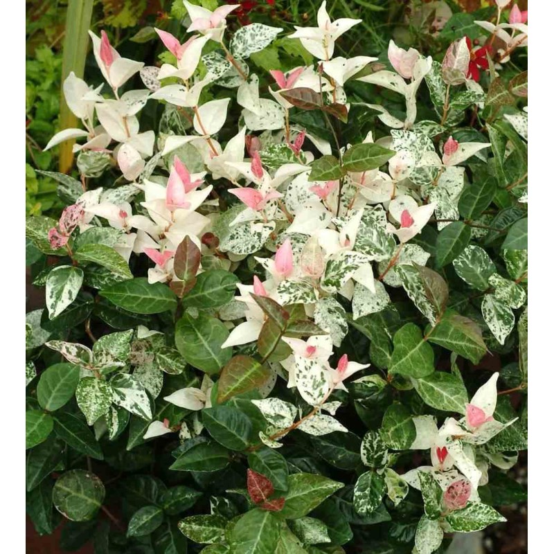 Trachelospermum jasminoides cv. Variegata Tricolor (jasmin étoilé)