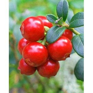 Vaccinium macrocarpon pilgrim (Canneberge, Cranberry)