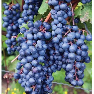 Vigne à raisin rouge (Vitis labrusca Spulga)