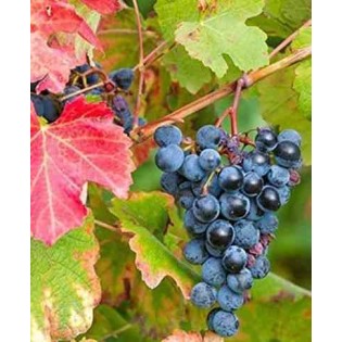 Vigne à raisin (Vitis vinifera) Boskoop Glorie