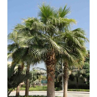 Washingtonia robusta (Palmier éventail)