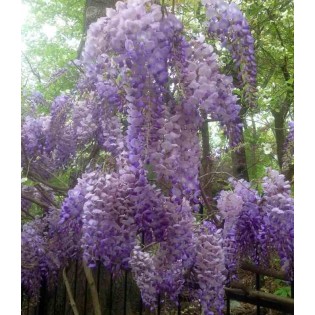 Wisteria sinensis var. Flore Pleno