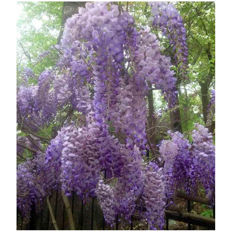 Glycine sinensis var. Flore Pléno