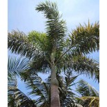 Wodyetia bifurcata (palmier queue de renard)