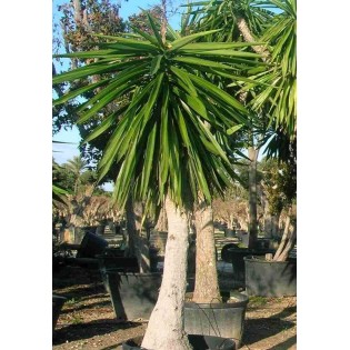 Yucca Éléphantipes