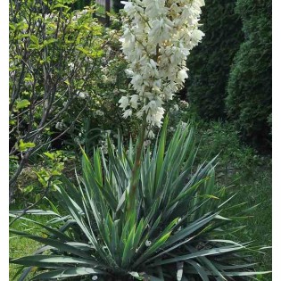 Yucca filamenteux