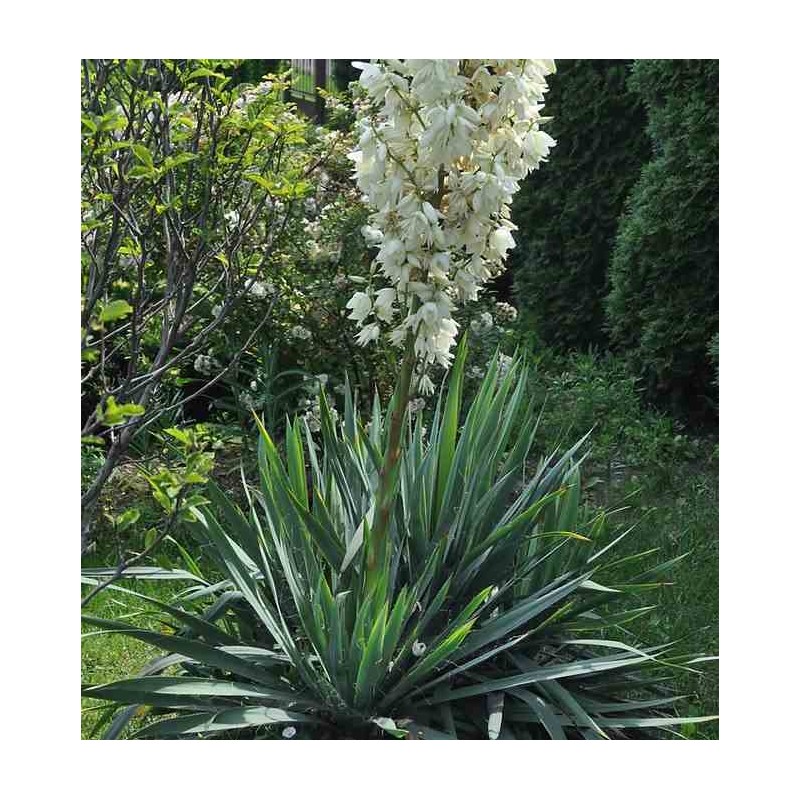 Yucca filamenteux