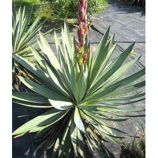 Yucca glorieuse