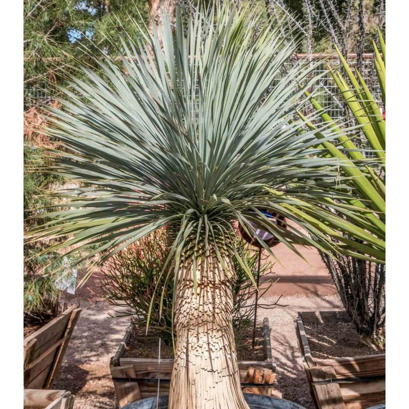 Yucca rostrata