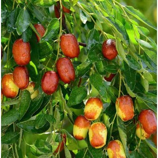 Zizyphus jujuba (jujubier, datte chinoise)